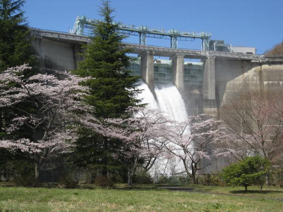 桜と放流／大倉ダム
