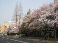 大学病院前の桜