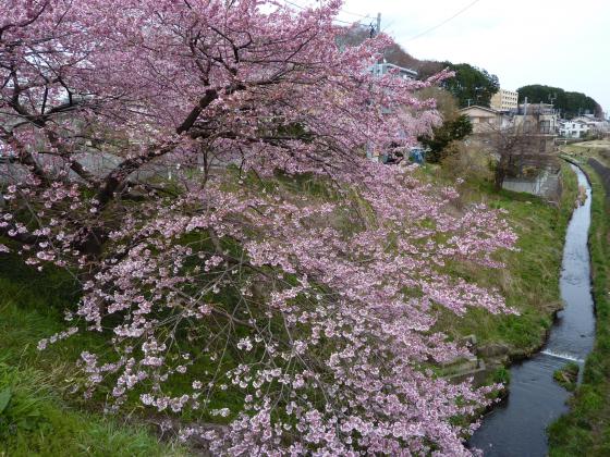 堤町の桜