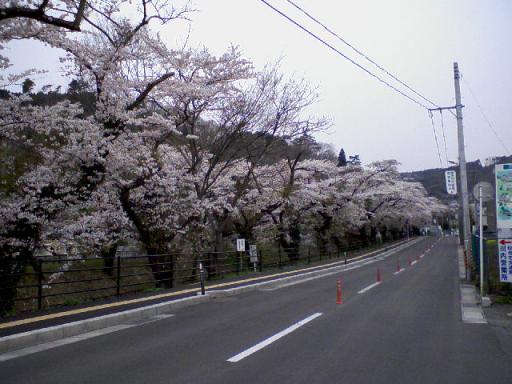三居沢の桜