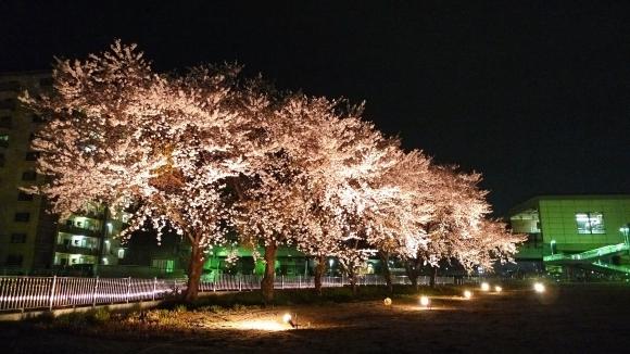 夜桜/富沢駅
