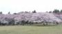 三神峯公園のさくら