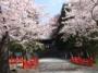 東照宮の桜、２