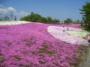 薬莱山の芝桜