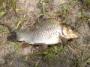 笊川で魚釣り
