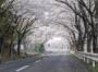 涌谷城址前の桜並木