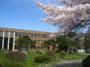 東北大学(片平)の桜