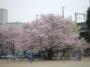 東六番丁小学校の桜