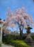 大崎八幡宮の桜