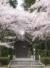 桜／大崎八幡宮