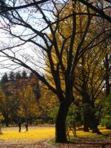 紅葉／西公園