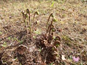 野草園にて