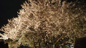 夜桜/富沢駅