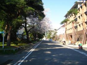 東北大学正門