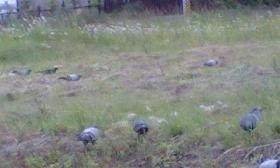 鳩の集会