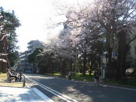 東北大学正門