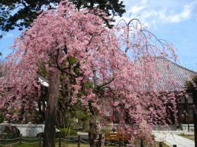 善導寺の桜