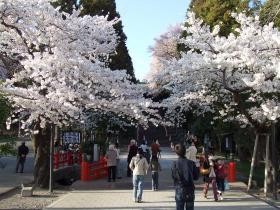 東照宮の桜