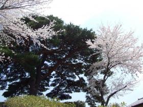 一本松公園の桜