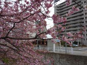 堤町の桜