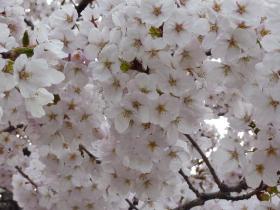 東照宮の桜