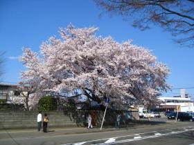 銀杏町の桜