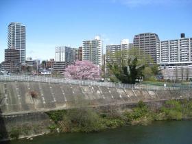 評定河原の桜