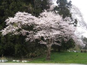 桜／追廻地区