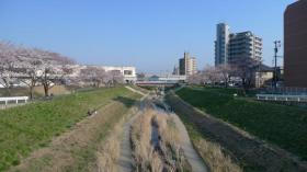 富沢駅と笊川と桜