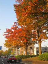 街路樹も秋の装い