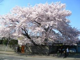 銀杏町の桜