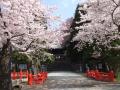 東照宮の桜、２