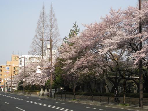 大学病院前の桜
