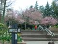錦町公園　‐　桜　‐