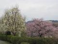木蓮と桜