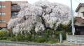梅田川沿いの桜