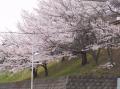 太白小学校　校庭の桜
