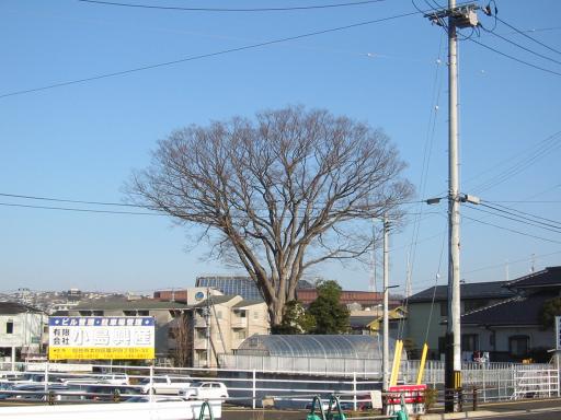 富沢の巨木