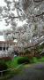 東北大片平キャンパスの桜