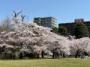 西公園の桜