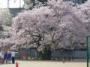 東六番丁小学校の桜