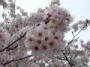 東照宮の桜