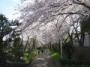 桜の風景