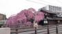 石橋屋の桜