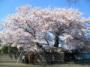 銀杏町の桜