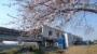 富沢駅と笊川と桜