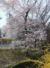 青葉体育館前の桜