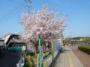 旭ヶ丘の桜