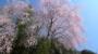 頭上に咲く桜／２８６号線