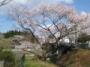 大橋の桜
